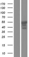 ER81 / ETV1 Protein - Western validation with an anti-DDK antibody * L: Control HEK293 lysate R: Over-expression lysate