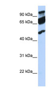 ERAL1 Antibody - ERAL1 antibody Western blot of 721_B cell lysate. This image was taken for the unconjugated form of this product. Other forms have not been tested.