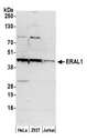 ERAL1 Antibody - Detection of human ERAL1 by western blot. Samples: Whole cell lysate (50 µg) from HeLa, HEK293T, and Jurkat cells prepared using NETN lysis buffer. Antibody: Affinity purified rabbit anti-ERAL1 antibody used for WB at 0.1 µg/ml. Detection: Chemiluminescence with an exposure time of 3 minutes.