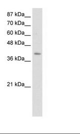 ERAL1 Antibody - HepG2 Cell Lysate.  This image was taken for the unconjugated form of this product. Other forms have not been tested.