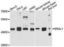 ERAL1 Antibody - Western blot analysis of extracts of various cell lines, using ERAL1 antibody at 1:1000 dilution. The secondary antibody used was an HRP Goat Anti-Rabbit IgG (H+L) at 1:10000 dilution. Lysates were loaded 25ug per lane and 3% nonfat dry milk in TBST was used for blocking. An ECL Kit was used for detection and the exposure time was 90s.
