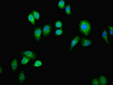 ERAL1 Antibody - Immunofluorescent analysis of A549 cells using ERAL1 Antibody at dilution of 1:100 and Alexa Fluor 488-congugated AffiniPure Goat Anti-Rabbit IgG(H+L)