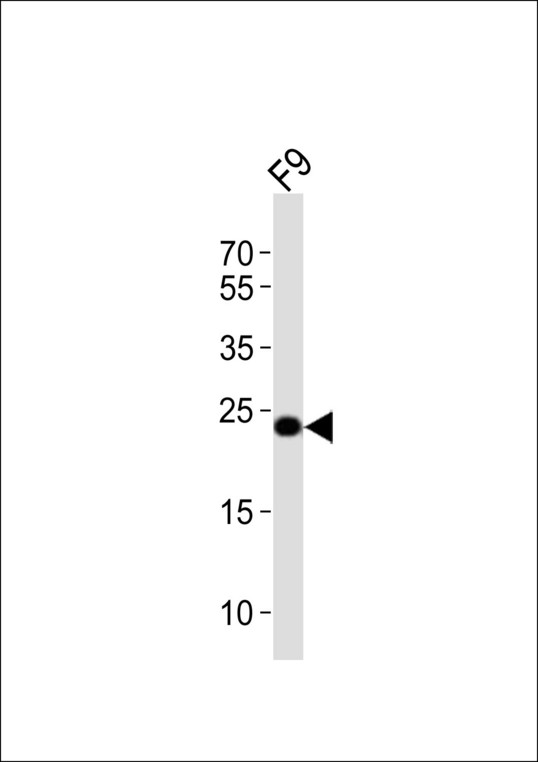 ERAS Antibody - Western blot of lysate from mouse F9 cell line, using Eras antibody diluted at 1:1000. A goat anti-rabbit IgG H&L (HRP) at 1:10000 dilution was used as the secondary antibody. Lysate at 20 ug.