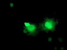 ERAS Antibody - Anti-ERAS mouse monoclonal antibody immunofluorescent staining of COS7 cells transiently transfected by pCMV6-ENTRY ERAS.