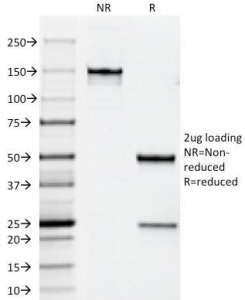 ERBB2 / HER2 Antibody - SDS-PAGE Analysis of Purified, BSA-Free ErbB2 Antibody (clone HRB2/258). Confirmation of Integrity and Purity of the Antibody.