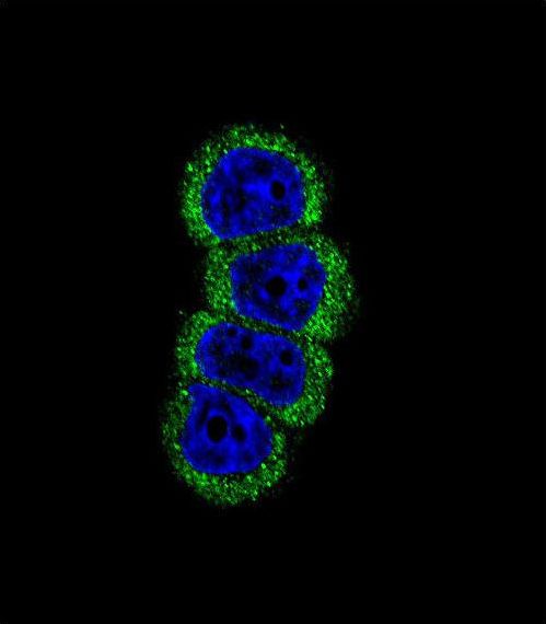 ERBB2 / HER2 Antibody - Confocal immunofluorescence of ErbB2 antibody with MCF-7 cell followed by Alexa Fluor 488-conjugated goat anti-rabbit lgG (green). DAPI was used to stain the cell nuclear (blue).