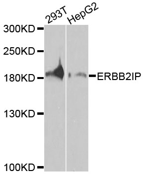ERBB2IP / Erbin Antibody - Western blot analysis of extracts of various cells.