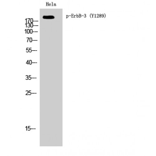 ERBB3 / HER3 Antibody - Western blot of Phospho-ErbB-3 (Y1289) antibody