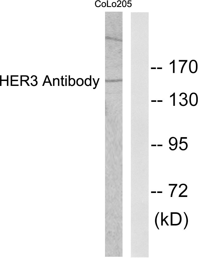 ERBB3 / HER3 Antibody - Western blot analysis of lysates from COLO205 cells, using HER3 Antibody. The lane on the right is blocked with the synthesized peptide.