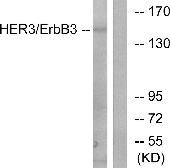 ERBB3 / HER3 Antibody - Western blot analysis of lysates from 293 cells, using HER3 Antibody. The lane on the right is blocked with the synthesized peptide.