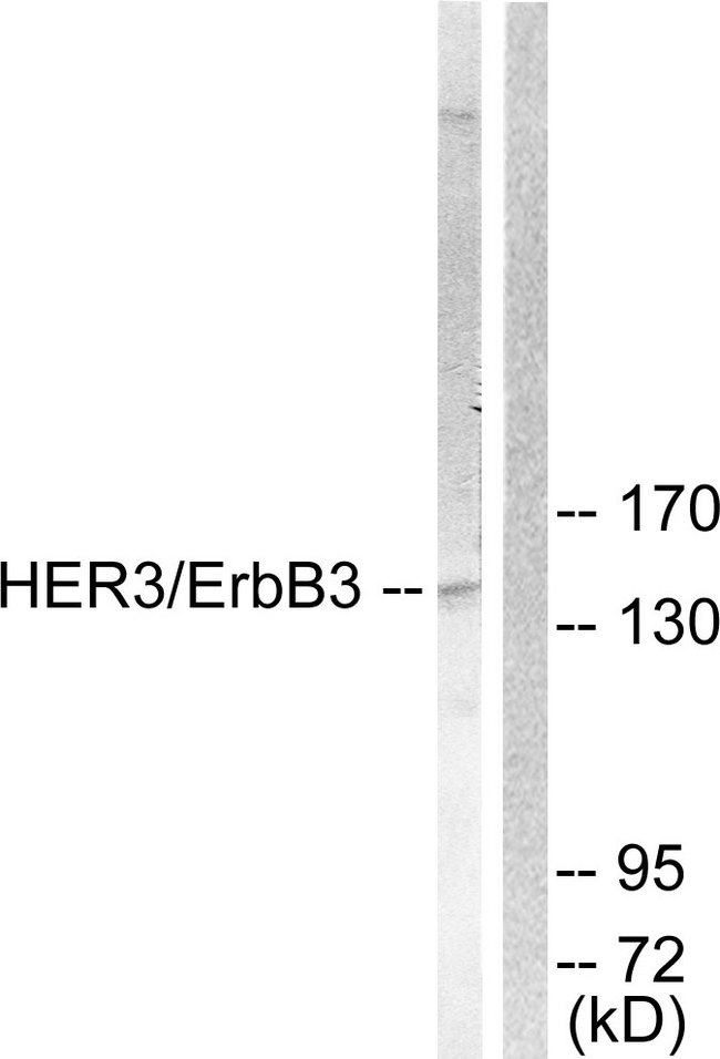 ERBB3 / HER3 Antibody - Western blot analysis of lysates from 293 cells, treated with LiCl 0.01U/ml 15', using HER3 Antibody. The lane on the right is blocked with the synthesized peptide.
