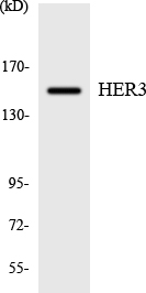 ERBB3 / HER3 Antibody - Western blot analysis of the lysates from K562 cells using HER3 antibody.