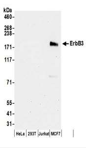 ERBB3 / HER3 Antibody - Detection of Human ErbB3 by Western Blot. Samples: Whole cell lysate (50 ug) prepared using RIPA buffer from HeLa, 293T, Jurkat, and MCF7 cells. Antibodies: Affinity purified rabbit anti-ErbB3 antibody used for WB at 0.4 ug/ml. Detection: Chemiluminescence with an exposure time of 30 seconds.