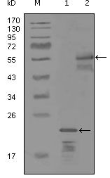 ERBB3 / HER3 Antibody - ErbB3 Antibody in Western Blot (WB)