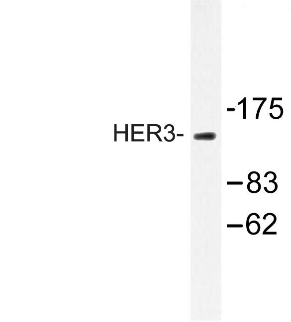 ERBB3 / HER3 Antibody - Western blot of HER3 (D1324) pAb in extracts from HeLa cells.