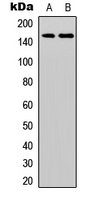 ERBB3 / HER3 Antibody - Western blot analysis of HER3 (pY1328) expression in A431 EGF-treated (A); Raw264.7 (B) whole cell lysates.