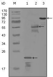 ERBB3 / HER3 Antibody - Western blot using ERBB3 mouse monoclonal antibody against truncated Trx-ERBB3 recombinant protein (1), MBP-ERBB3 (aa1175-1275) recombinant protein (2) and truncated ERBB3(aa665-1342)-hIgGFc transfected CH0-K1 cell lysate (3).