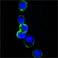 ERBB3 / HER3 Antibody - Confocal immunofluorescence of HEK293 cells transfected with extracellular ERBB3 (aa22-369)-hIgGFc using ERBB3 mouse monoclonal antibody (green). Blue: DRAQ5 fluorescent DNA dye.