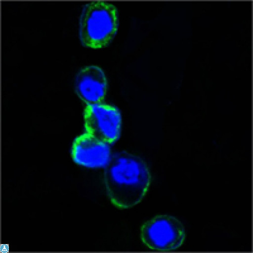 ERBB3 / HER3 Antibody - Western Blot (WB) analysis using ErbB-3 Monoclonal Antibody against human ERBB3 (aa22-369)-hIgGFc trasfected HEK293 cell lysate (1).