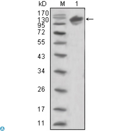 ERBB3 / HER3 Antibody - Confocal Immunofluorescence (IF) analysis of HEK293 cells trasfected with extracellular ERBB3 (aa22-369)-hIgGFc using ErbB-3 Monoclonal Antibody (green). Blue: DRAQ5 fluorescent DNA dye.