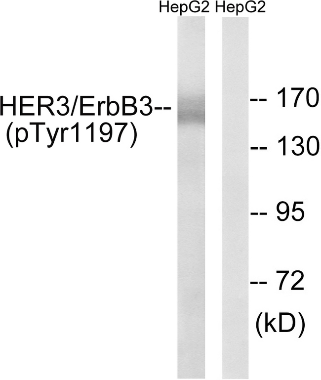 ERBB3 / HER3 Antibody - Western blot analysis of lysates from HepG2 cells , using HER3 (Phospho-Tyr1197) Antibody. The lane on the right is blocked with the phospho peptide.
