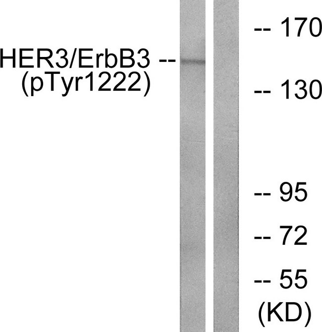 ERBB3 / HER3 Antibody - Western blot analysis of lysates from HUVEC cells treated with EGF 200ng/ml 30', using HER3 (Phospho-Tyr1222) Antibody. The lane on the right is blocked with the phospho peptide.