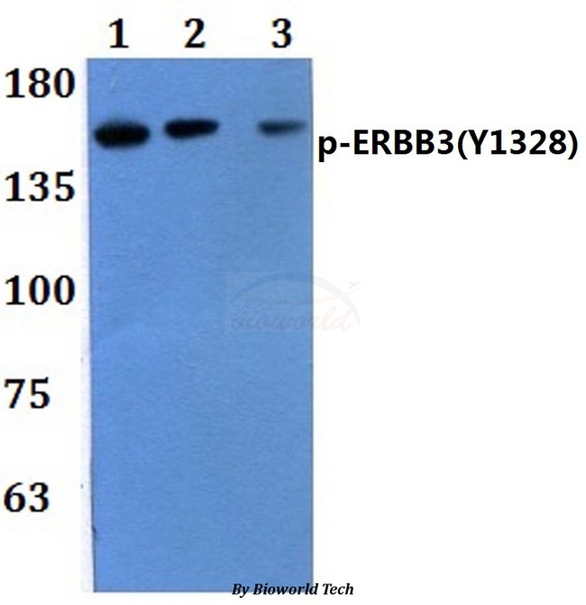 ERBB3 / HER3 Antibody - Western blot of p-ERBB3(Y1328) antibody antibody at 1:500 dilution. Lane 1: MCF-7 treated with EGF(0.1ng/m) 30 min whole cell lysate. Lane 2: THP-1 treated with EGF(0.1ng/m) 30.