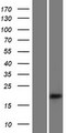 ERBB3 / HER3 Protein - Western validation with an anti-DDK antibody * L: Control HEK293 lysate R: Over-expression lysate
