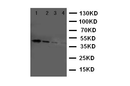 ERBB4 / HER4 Antibody - WB of ERBB4 / HER4 antibody. Recombinant Protein Detection Source:. E.coli derived -recombinant human ERRB4, 40.6KD. (162aa tag+M1-P200). Lane 1: Recombinant Human ERRB4 Protein 10ng. Lane 2: Recombinant Human ERRB4 Protein 5ng. Lane 3: Recombinant Human ERRB4 Protein 2.5ng. Lane 4: Recombinant Human ERRB4 Protein 1.25ng.