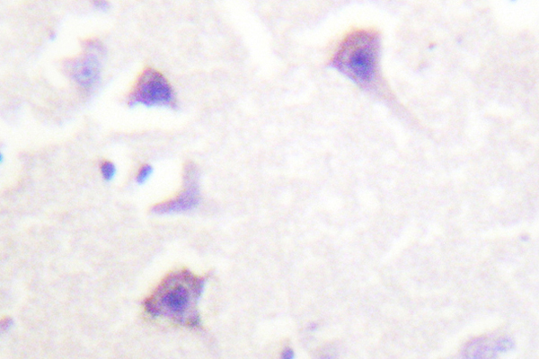 ERBB4 / HER4 Antibody - IHC of ErbB-4 (E1280) pAb in paraffin-embedded human brain tissue.