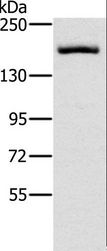 ERBB4 / HER4 Antibody - Western blot analysis of HeLa cell, using ERBB4 Polyclonal Antibody at dilution of 1:200.