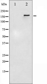 ERBB4 / HER4 Antibody - Western blot analysis of HER4 phosphorylation expression in EGF treated HuvEc whole cells lysates. The lane on the left is treated with the antigen-specific peptide.
