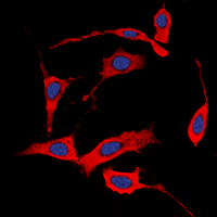 ERBB4 / HER4 Antibody - Immunofluorescent analysis of HER4 (pY1284) staining in MCF7 cells. Formalin-fixed cells were permeabilized with 0.1% Triton X-100 in TBS for 5-10 minutes and blocked with 3% BSA-PBS for 30 minutes at room temperature. Cells were probed with the primary antibody in 3% BSA-PBS and incubated overnight at 4 deg C in a humidified chamber. Cells were washed with PBST and incubated with a DyLight 594-conjugated secondary antibody (red) in PBS at room temperature in the dark. DAPI was used to stain the cell nuclei (blue).