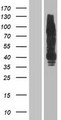ERBB4 / HER4 Protein - Western validation with an anti-DDK antibody * L: Control HEK293 lysate R: Over-expression lysate