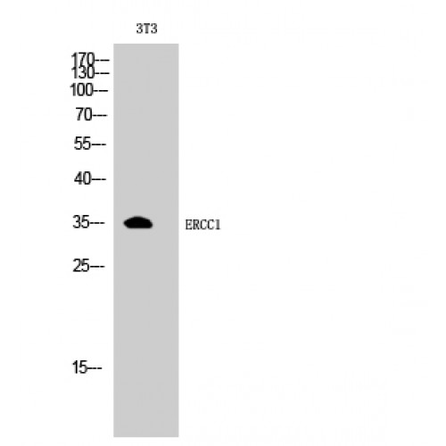 ERCC1 Antibody - Western blot of ERCC1 antibody