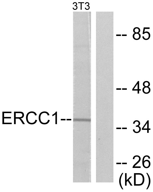 ERCC1 Antibody - Western blot analysis of lysates from NIH/3T3 cells, using ERCC1 Antibody. The lane on the right is blocked with the synthesized peptide.