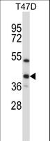 ERCC1 Antibody - ERCC1 Antibody western blot of T47D cell line lysates (35 ug/lane). The ERCC1 antibody detected the ERCC1 protein (arrow).