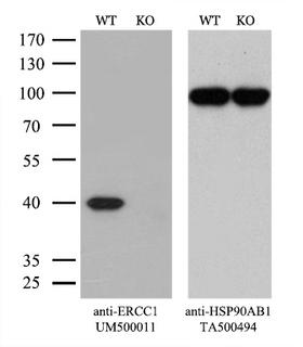 ERCC1 Antibody - Equivalent amounts of cell lysates  and ERCC1-Knockout Hela cells  were separated by SDS-PAGE and immunoblotted with anti-ERCC1 monoclonal antibodyThen the blotted membrane was stripped and reprobed with anti-HSP90AB1 antibody  as a loading control. (1:500)