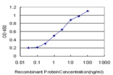 ERCC1 Antibody - Detection limit for recombinant GST tagged ERCC1 is approximately 0.03 ng/ml as a capture antibody.