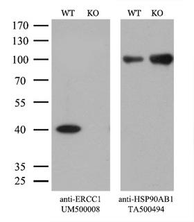ERCC1 Antibody - Equivalent amounts of cell lysates  and ERCC1-Knockout Hela cells  were separated by SDS-PAGE and immunoblotted with anti-ERCC1 monoclonal antibodyThen the blotted membrane was stripped and reprobed with anti-HSP90AB1 antibody  as a loading control. (1:500)