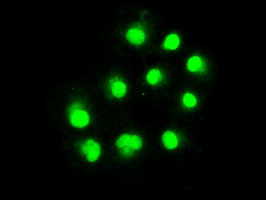 ERCC1 Antibody - Anti-ERCC1 mouse monoclonal antibody  immunofluorescent staining of COS7 cells transiently transfected by pCMV6-ENTRY ERCC1.