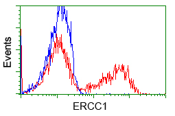 ERCC1 Antibody - HEK293T cells transfected with either pCMV6-ENTRY ERCC1 (Red) or empty vector control plasmid (Blue) were immunostained with anti-ERCC1 mouse monoclonal(Dilution 1:1,000), and then analyzed by flow cytometry.