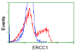 ERCC1 Antibody - HEK293T cells transfected with either pCMV6-ENTRY ERCC1 (Red) or empty vector control plasmid (Blue) were immunostained with anti-ERCC1 mouse monoclonal, and then analyzed by flow cytometry.