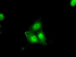 ERCC1 Antibody - Anti-ERCC1 mouse monoclonal antibody  immunofluorescent staining of COS7 cells transiently transfected by pCMV6-ENTRY ERCC1.