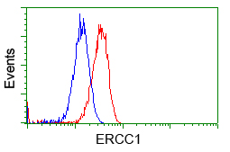ERCC1 Antibody - Flow cytometric Analysis of Hela cells, using anti-ERCC1 antibody, (Red), compared to a nonspecific negative control antibody, (Blue).