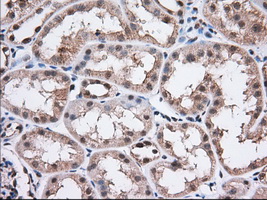ERCC1 Antibody - Immunohistochemical staining of paraffin-embedded Human Kidney tissue using anti-ERCC1 mouse monoclonal antibody. (Dilution 1:50).