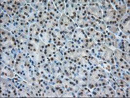 ERCC1 Antibody - Immunohistochemical staining of paraffin-embedded Human pancreas tissue using anti-ERCC1 mouse monoclonal antibody. (Dilution 1:50).