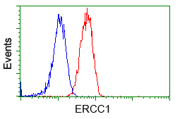 ERCC1 Antibody - Flow cytometric Analysis of Jurkat cells, using anti-ERCC1 antibody, (Red), compared to a nonspecific negative control antibody, (Blue).