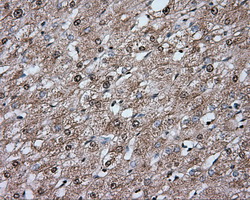 ERCC1 Antibody - Immunohistochemical staining of paraffin-embedded liver tissue using anti-ERCC1 mouse monoclonal antibody. (Dilution 1:50).