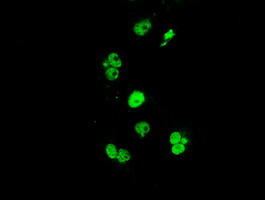 ERCC1 Antibody - Anti-ERCC1 mouse monoclonal antibody immunofluorescent staining of COS7 cells transiently transfected by pCMV6-ENTRY ERCC1.